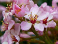Indian Hawthorn Seeds Pink Lady Rhaphiolepis Indica for Landscaping, 25 Seeds