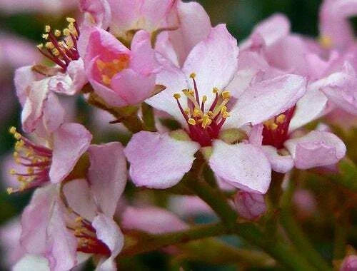 Indian Hawthorn Seeds Pink Lady Rhaphiolepis Indica for Landscaping, 25 Seeds