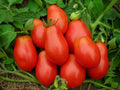 Roma Tomato Seeds - Organic Heirloom Non-GMO, 120+ Seeds for Canning & Sauce, Solanum lycopersicum, Bush Growth, Full Sun
