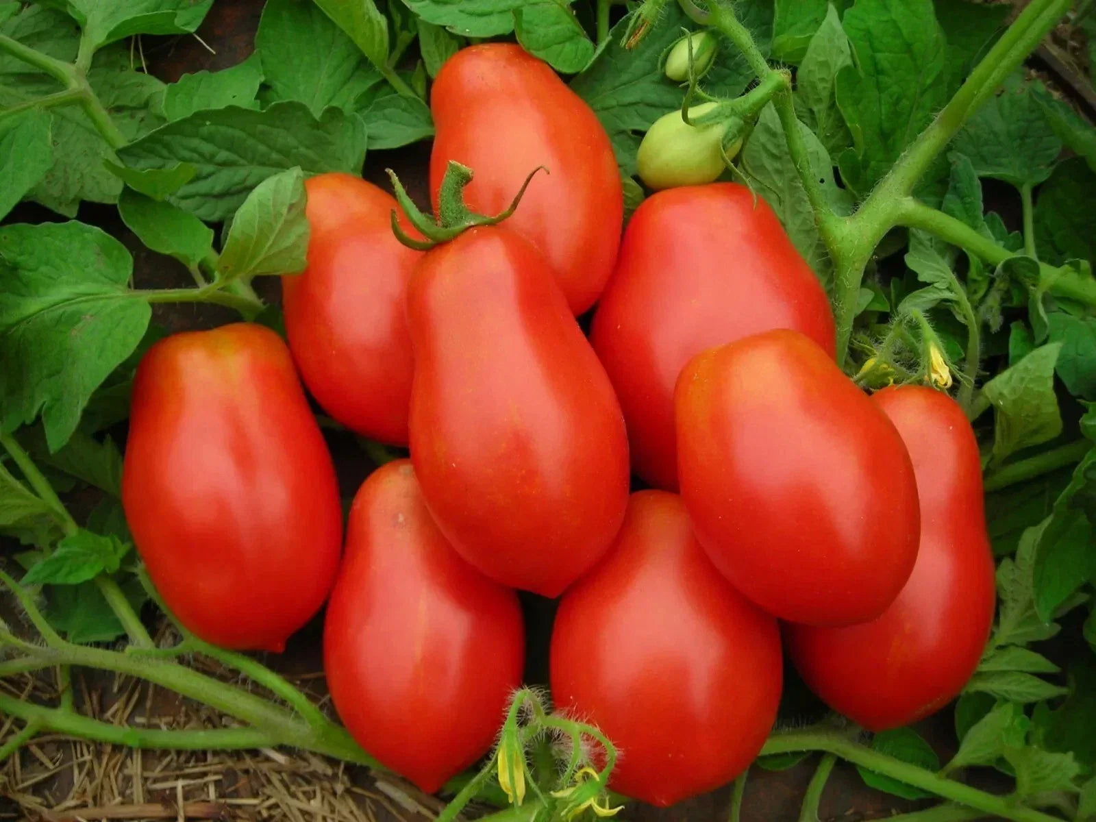 Roma Tomato Seeds - Organic Heirloom Non-GMO, 120+ Seeds for Canning & Sauce, Solanum lycopersicum, Bush Growth, Full Sun