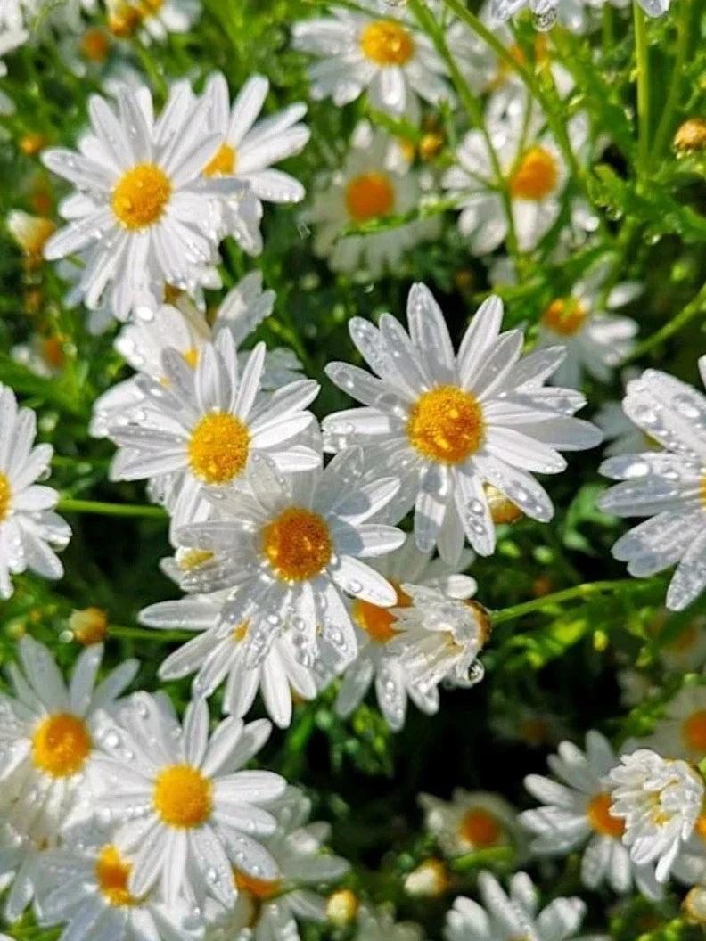 Organic Shasta Daisy Seeds - Leucanthemum × superbum Perennial, Heirloom, USA Grown, 100+ Seeds