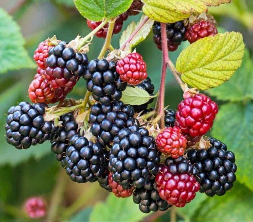 Wild Blackberry Cuttings - 15 Unrooted Rubus fruticosus Edible Berries for Wildlife & Pollinators