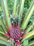 Red Spanish Pineapple Seeds - Ananas comosus, 15+ Pack for Garden Planting, Home Garden, Container Growing, Non-GMO, USA Grown