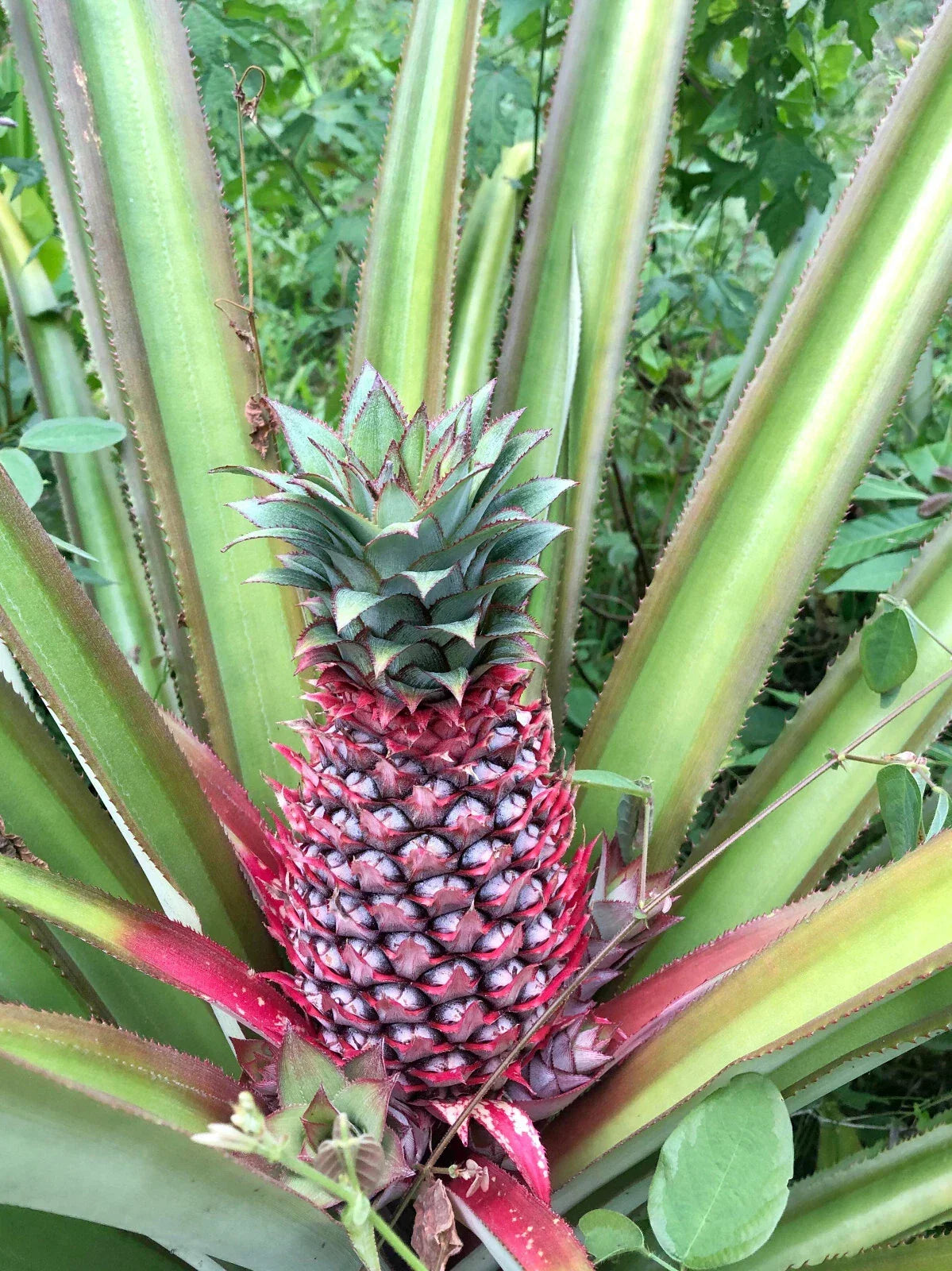 Red Spanish Pineapple Seeds - Ananas comosus, 15+ Pack for Garden Planting, Home Garden, Container Growing, Non-GMO, USA Grown