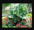 Musa Banana Plant Starter - Little Prince Variety - Small Rooted Indoor Tropical Houseplant - Musa acuminata