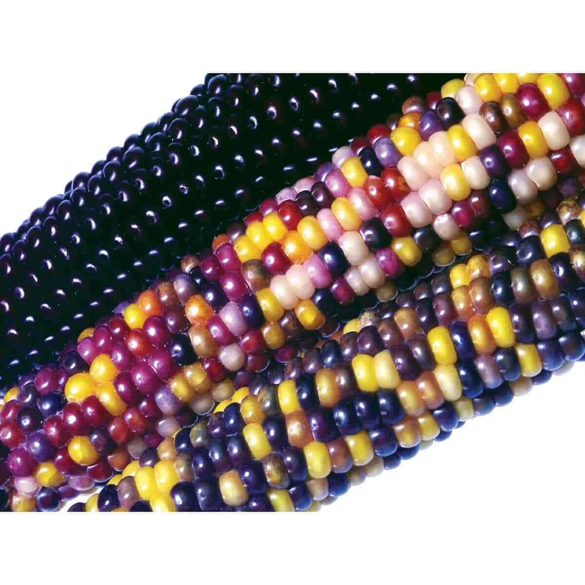Ornamental Corn Seeds - Crossbow Variety - Multi-Colored Zea mays for Decorative Gardens and Landscaping
