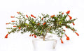 Dwarf Pomegranate Bonsai Seeds - Edible Fruit, Compact Growth, Punica granatum 'Nana' - 25 Seeds
