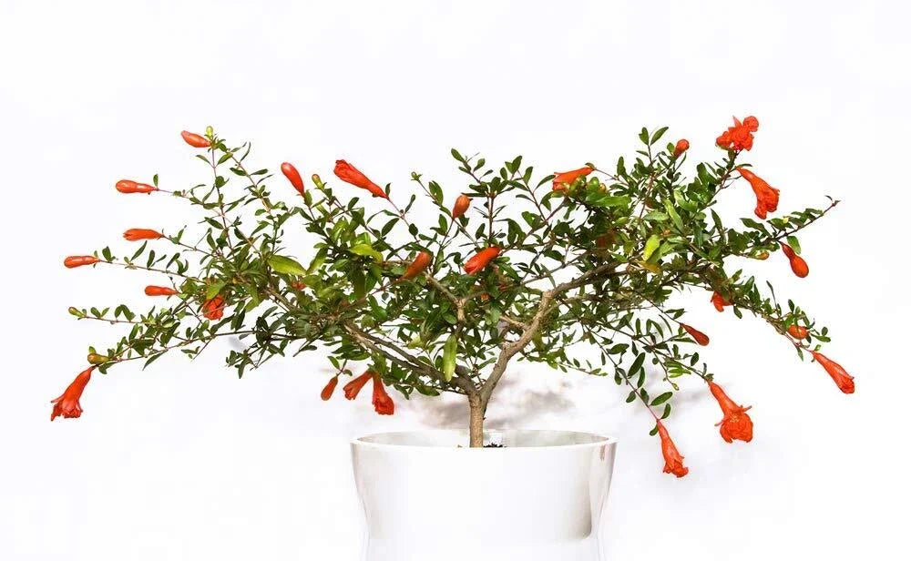 Dwarf Pomegranate Bonsai Seeds - Edible Fruit, Compact Growth, Punica granatum 'Nana' - 25 Seeds