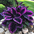 Purple Tip Calathea Couture Seeds – Calathea 'Couture' Indoor/Outdoor Plant Seeds for Vibrant Foliage