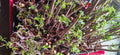 Elderberry Cuttings 10 Unrooted Sambucus Bush Plants - Organic, Healthy, High-Yield Varieties