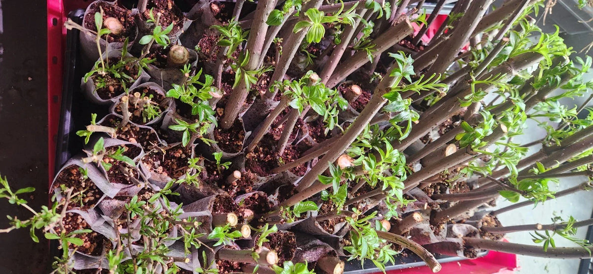 Elderberry Cuttings 10 Unrooted Sambucus Bush Plants - Organic, Healthy, High-Yield Varieties