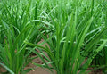 Garlic Chives Live Bare Root Plants 10+ Pack Organic NON-GMO Allium tuberosum Perennial Herb