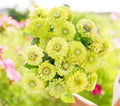 Green Envy Zinnia Seeds – Zinnia elegans, 100 Pack, Bright Green Blooms, Full Sun, Easy Care, Flower Seeds for Garden & Borders