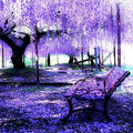 Chinese Wisteria Seeds - 5 Pack, Fast Climbing Flower Vine, Wisteria sinensis, Deciduous, Fragrant Purple Blooms