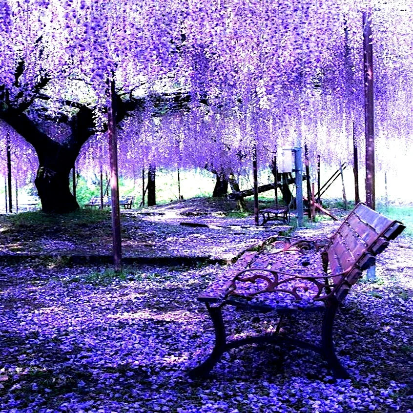 Chinese Wisteria Seeds - 5 Pack, Fast Climbing Flower Vine, Wisteria sinensis, Deciduous, Fragrant Purple Blooms