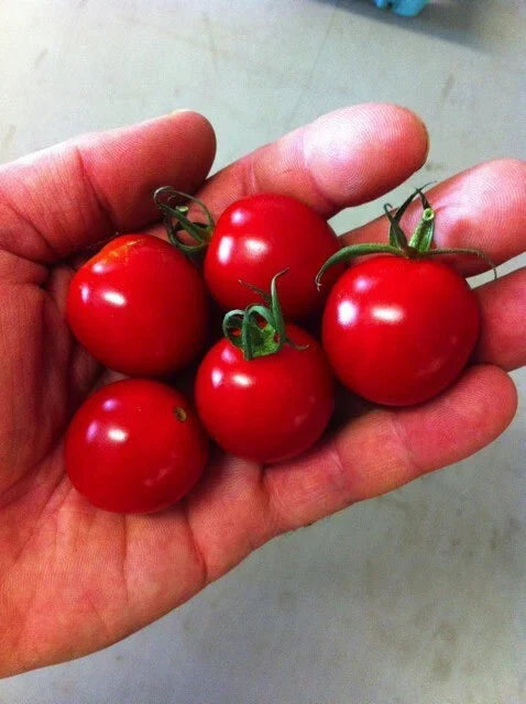 Sugar Bomb Cherry Tomato Seeds - Organic Heirloom Non-GMO Solanum lycopersicum, Juicy, Sweet, Perfect for Home Gardens