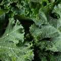 Dwarf Siberian Kale Seeds, Non-GMO, Cold Hardy Vegetable Seeds, Brassica oleracea var. sabellica, 4000 Pack