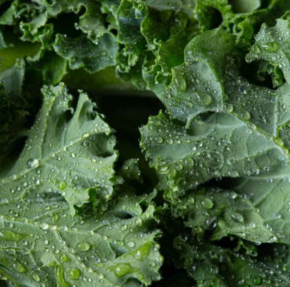 Dwarf Siberian Kale Seeds, Non-GMO, Cold Hardy Vegetable Seeds, Brassica oleracea var. sabellica, 4000 Pack
