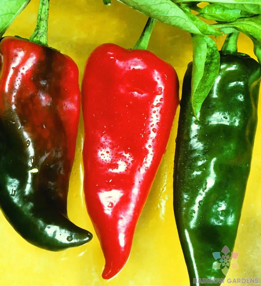 Anaheim Chili Pepper Seeds, 25+ Pack, Capsicum annuum, Garden Planting, Hot Pepper Seeds, USA Grown, Free Shipping