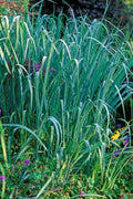 Dallas Blue Ornamental Grass - 3 Clumps Live Plants - Schizachyrium scoparium 'Dallas Blues' - Drought Tolerant, Blue-Green Foliage