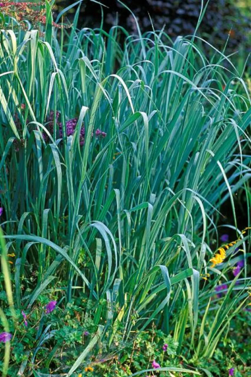Dallas Blue Ornamental Grass - 3 Clumps Live Plants - Schizachyrium scoparium 'Dallas Blues' - Drought Tolerant, Blue-Green Foliage