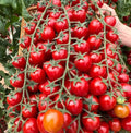 Waterfall Tomato Seeds - Organic Heirloom Solanum lycopersicum - High Yield, Sweet Juicy Tomatoes for Garden, Salad & Cooking