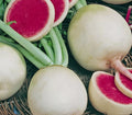 Watermelon Radish Seeds - Non-GMO Raphanus sativus Heirloom Vegetable Seeds for Gardening