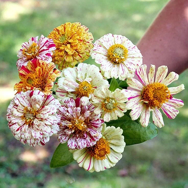 Zinnia elegans Flower Seeds Mix - 150 Non-GMO Heirloom Candy Striped Double Blooms for Garden, Cut Flowers & Pollinator Attractant