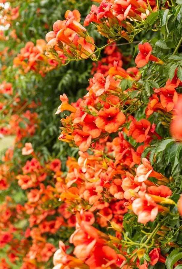 Orange Trumpet Vine Bareroot Plant – Climbing Campsis radicans with Bright Orange Clusters, 8-16 Inches Tall