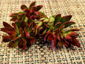 Crassula Platphylla Burgundy Succulent Cuttings - X-Large 3" Diameter Unrooted Propagation Plants