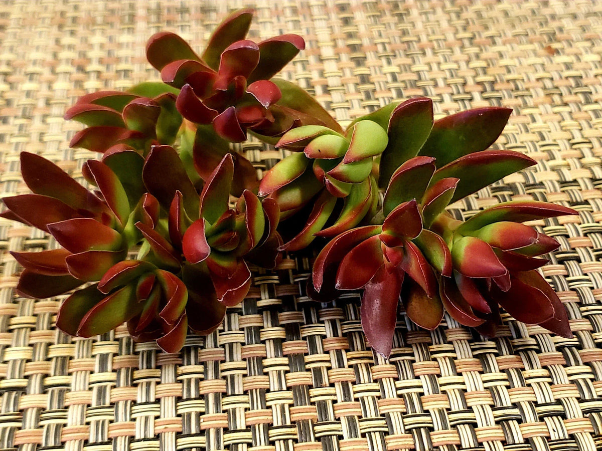 Crassula Platphylla Burgundy Succulent Cuttings - X-Large 3" Diameter Unrooted Propagation Plants