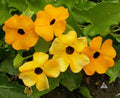 Black Eyed Susan Vine Seeds - Mixed Colors, Climbing Vine, Thunbergia alata, Non-GMO, 50 Seeds for Pollinators & Garden Decor