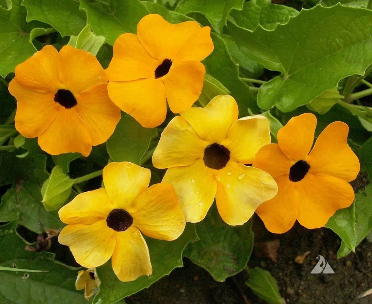 Black Eyed Susan Vine Seeds - Mixed Colors, Climbing Vine, Thunbergia alata, Non-GMO, 50 Seeds for Pollinators & Garden Decor
