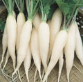 White Icicle Radish Seeds – Raphanus Sativus – Non-GMO Heirloom Vegetable Seeds for Home Garden Planting