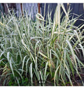Live Variegated Ribbon Grass Plant - Ornamental Phalaris arundinacea, Green & White Foliage, Outdoor Garden Decor, Low-Maintenance