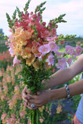 Chantilly Mix Snapdragon Seeds - 1000+ Antirrhinum majus Garden Planting for Borders & Cut Flowers