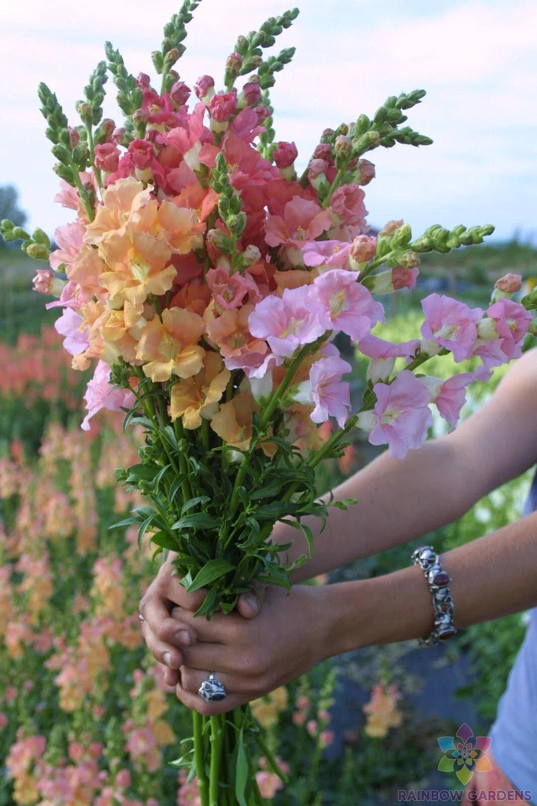 Chantilly Mix Snapdragon Seeds - 1000+ Antirrhinum majus Garden Planting for Borders & Cut Flowers