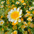 Garland Daisy Seeds - Organic Bellis perennis - 200 Seeds for Borders, Containers & Gardens - Non-GMO, Fast Germination