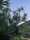 Hawaii Grown Dragon Tree Cuttings - 8 Dracaena Marginata Indoor Bonsai Plants for Air Purification