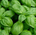 Genovese Basil Seeds - 1000 Count, Open Pollinated, Non-GMO, Herb, Ocimum basilicum