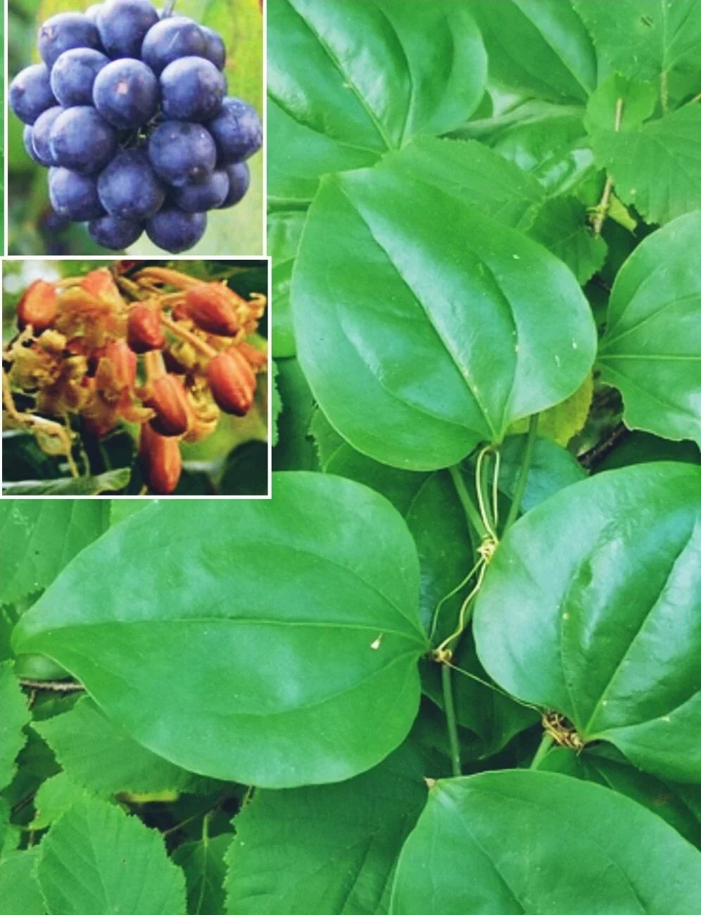 Greenbriar Roundleaf Seeds - Smilax rotundifolia Climbing Vine, 10+ Seeds for Ground Cover & Natural Barriers