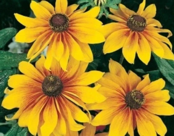 Gloriosa Daisy Seeds - 100 Fresh Rudbeckia hirta Bright Yellow Flowers for Garden Beds & Borders