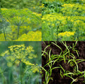 Dill Seeds Mix - Dukat, Bouquet & Mammoth - Non-GMO, Butterfly Host Plant, Anethum graveolens, 500 Seeds