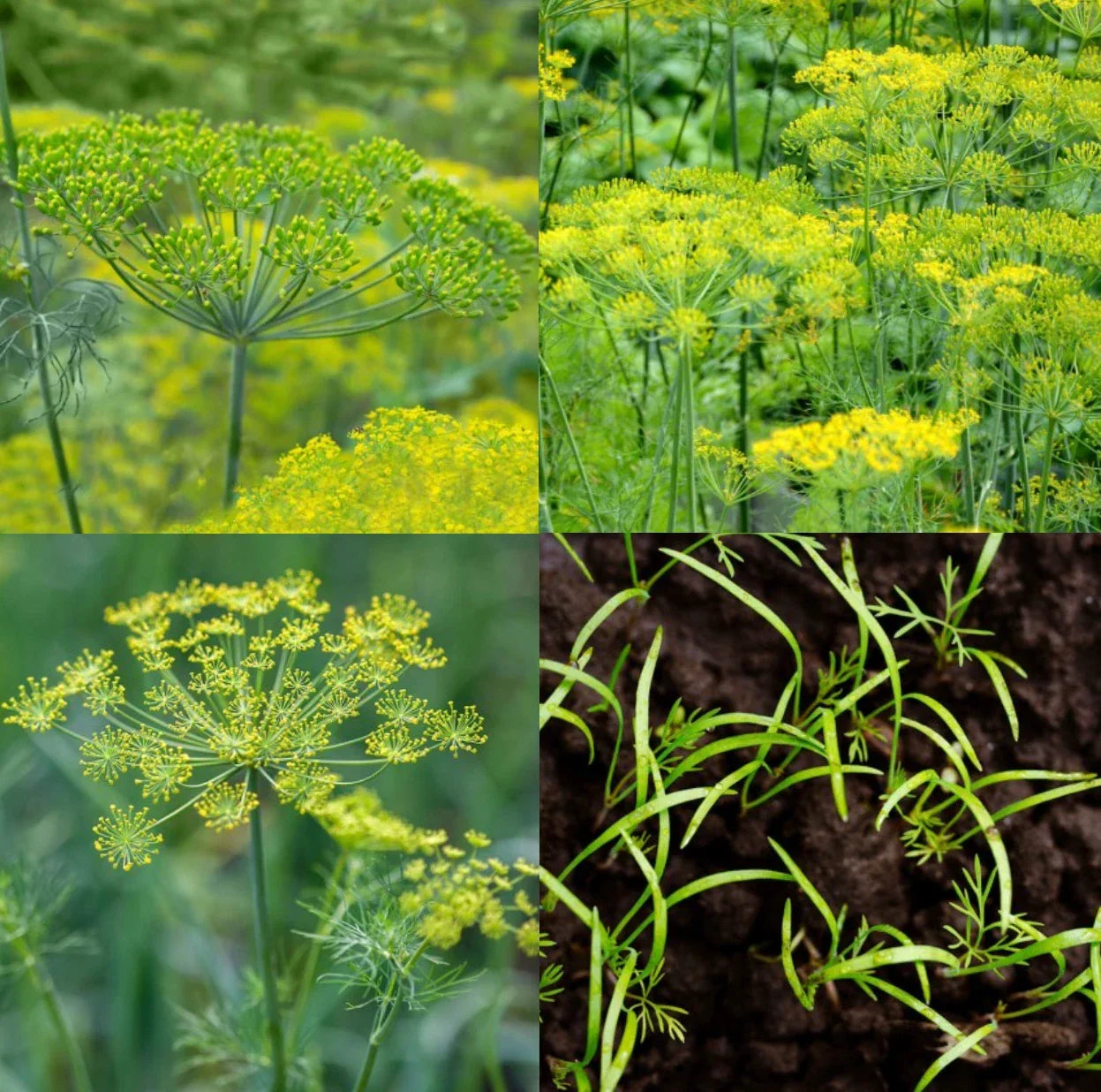 Dill Seeds Mix - Dukat, Bouquet & Mammoth - Non-GMO, Butterfly Host Plant, Anethum graveolens, 500 Seeds