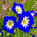 Heavenly Blue Morning Glory Seeds - Climbing Vine, Blue Flowers, Ipomoea tricolor, Attracts Hummingbirds & Butterflies, 30+ Seeds