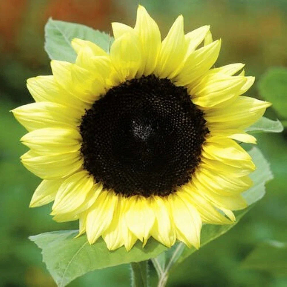 Lemon Queen Sunflower Seeds Pack of 50 | Light Yellow Blooms | Helianthus annuus | Annual Garden Seeds