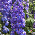 Delphinium Seeds - 200+ Guardian Lavender Flower Seeds for Garden - Delphinium elatum, Perennial, Butterfly & Bee Attractant