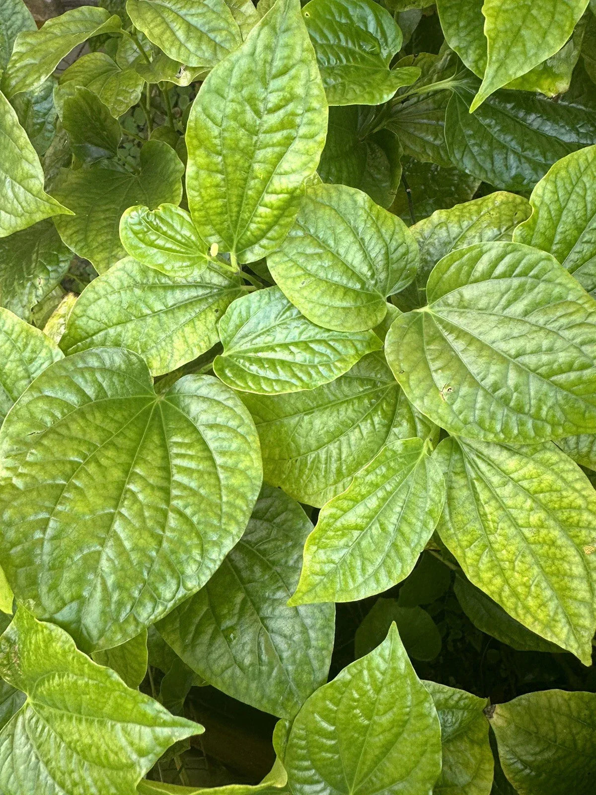 Live Herb Plants Set of 3 – Lá lốt (Piper lolot) – Culinary Herb for Cooking & Gardening – Perennial Vietnamese Wild Pepper Leaf