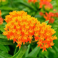 Milkweed Seeds - Orange Perennial Tuberosa - Monarch Butterfly Host Plant - Non-GMO, 50 Seeds, Asclepias tuberosa, Pollinator Garden