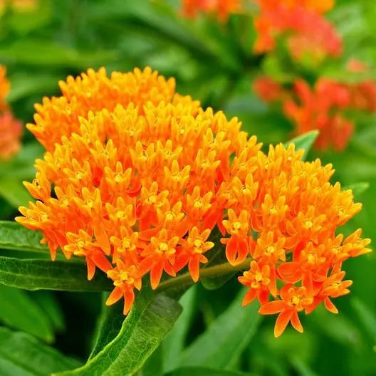 Milkweed Seeds - Orange Perennial Tuberosa - Monarch Butterfly Host Plant - Non-GMO, 50 Seeds, Asclepias tuberosa, Pollinator Garden